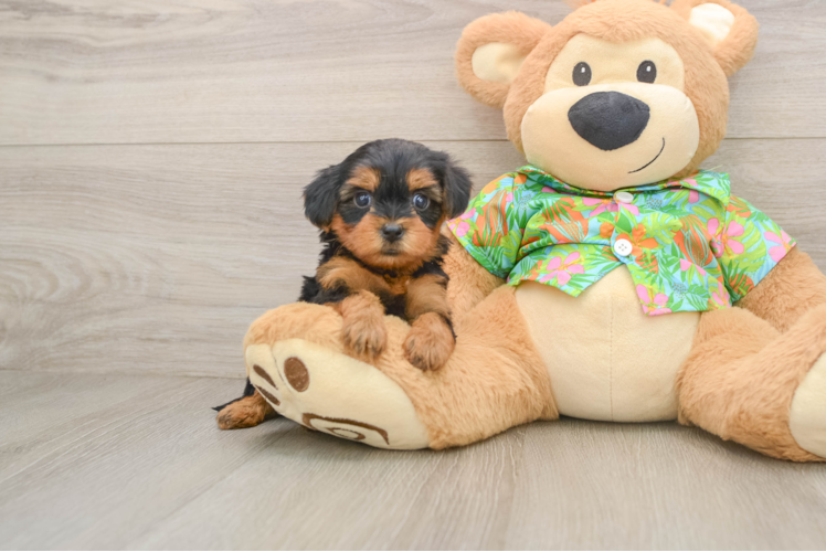 Yorkie Poo Pup Being Cute