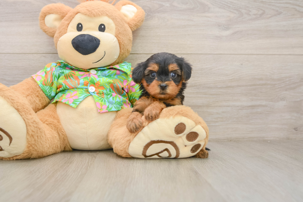 Little Yorkie Poodle Mix Poodle Mix Puppy