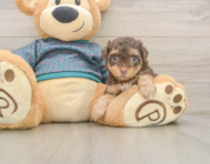 6 week old Yorkie Poo Puppy For Sale - Pilesgrove Pups