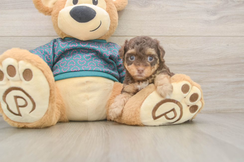 5 week old Yorkie Poo Puppy For Sale - Pilesgrove Pups