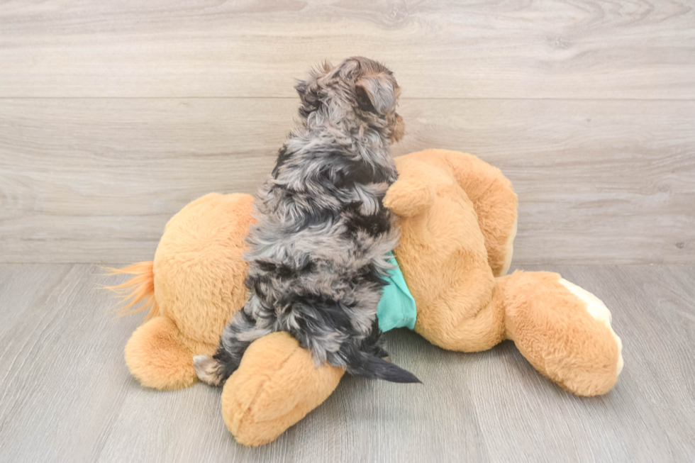 Sweet Yorkie Poo Baby