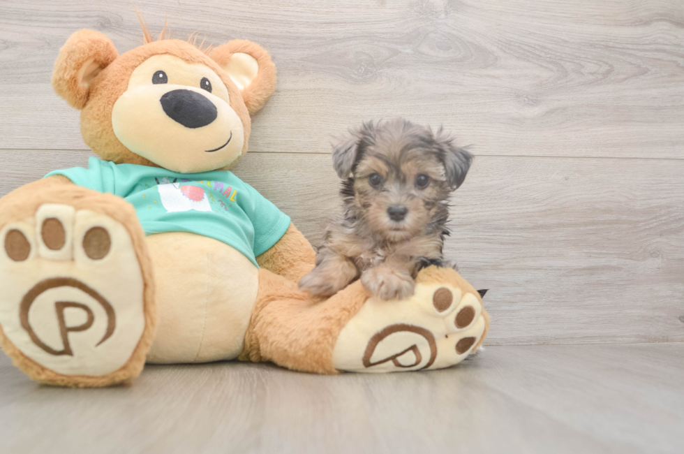 6 week old Yorkie Poo Puppy For Sale - Pilesgrove Pups