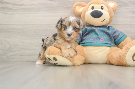 GOLDIE, a Yorkie Poo littermate