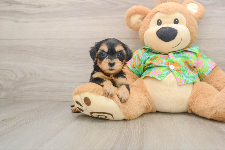 Small Yorkie Poo Baby