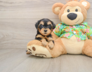 8 week old Yorkie Poo Puppy For Sale - Pilesgrove Pups