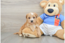 Yorkie Poo Pup Being Cute