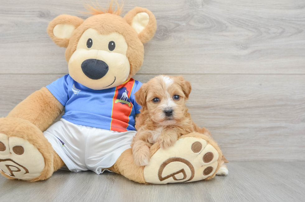 5 week old Yorkie Poo Puppy For Sale - Pilesgrove Pups