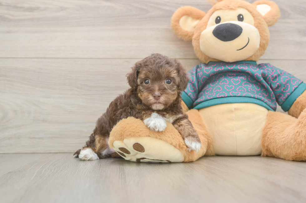5 week old Yorkie Poo Puppy For Sale - Pilesgrove Pups
