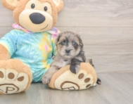 7 week old Yorkie Poo Puppy For Sale - Pilesgrove Pups