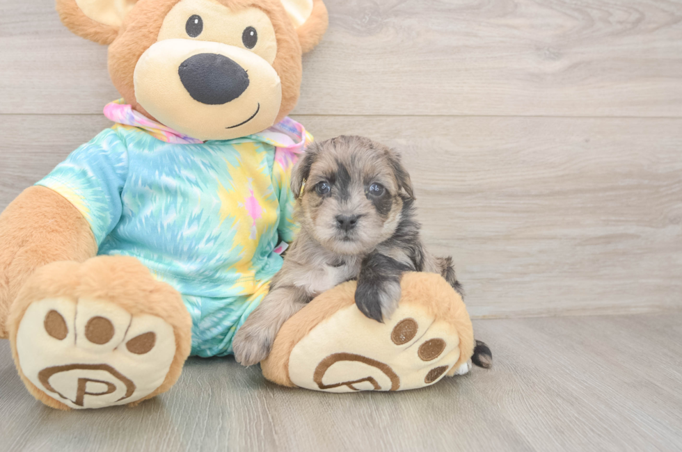 5 week old Yorkie Poo Puppy For Sale - Pilesgrove Pups
