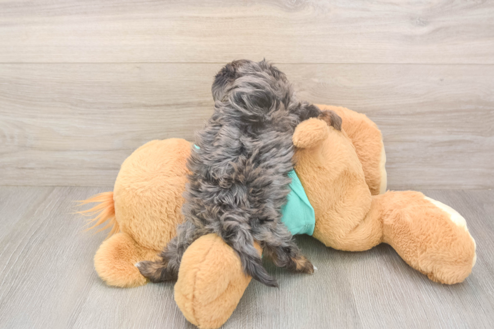 Energetic Yorkipoo Poodle Mix Puppy