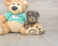 9 week old Yorkie Poo Puppy For Sale - Pilesgrove Pups