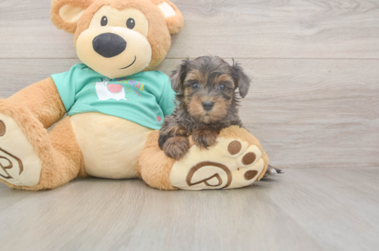Small Yorkie Poo Baby