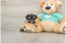 Yorkie Poo Puppy for Adoption