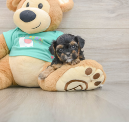 7 week old Yorkie Poo Puppy For Sale - Pilesgrove Pups