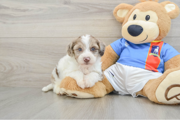 Smart Yorkie Poo Poodle Mix Pup