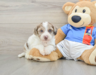7 week old Yorkie Poo Puppy For Sale - Pilesgrove Pups