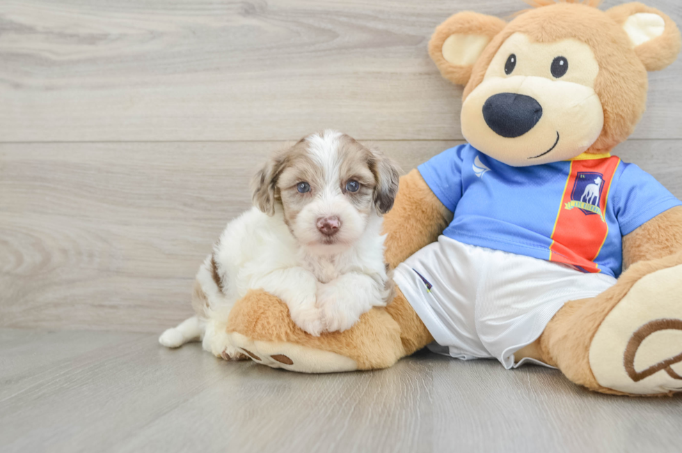 5 week old Yorkie Poo Puppy For Sale - Pilesgrove Pups