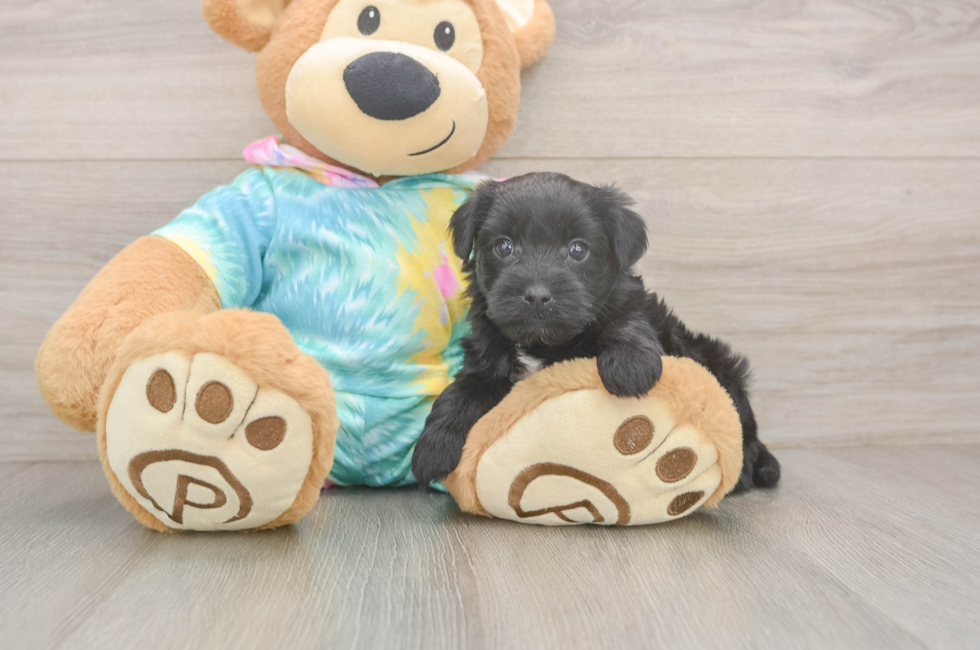 5 week old Yorkie Poo Puppy For Sale - Pilesgrove Pups
