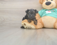 7 week old Yorkie Poo Puppy For Sale - Pilesgrove Pups