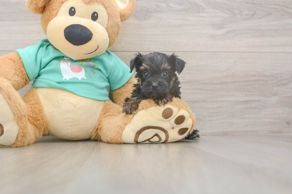 Fluffy Yorkie Poo Poodle Mix Pup