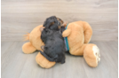 Petite Yorkie Poo Poodle Mix Pup