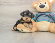 8 week old Yorkie Poo Puppy For Sale - Pilesgrove Pups