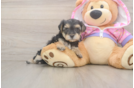 Sweet Yorkie Poo Baby