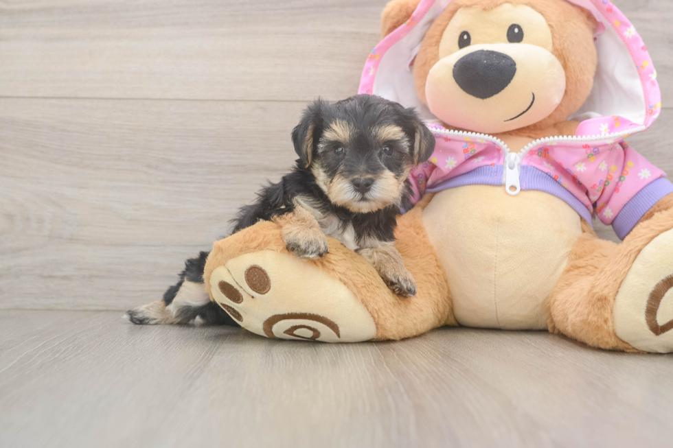 Sweet Yorkie Poo Baby