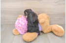 Friendly Yorkie Poo Baby