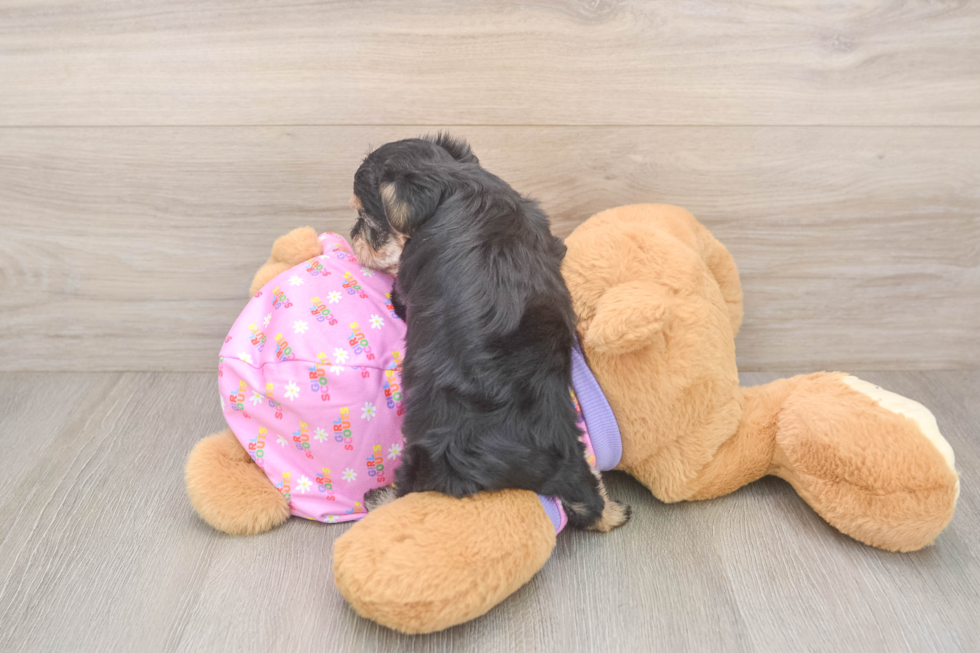 Friendly Yorkie Poo Baby