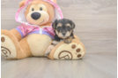 Adorable Yorkiedoodle Poodle Mix Puppy