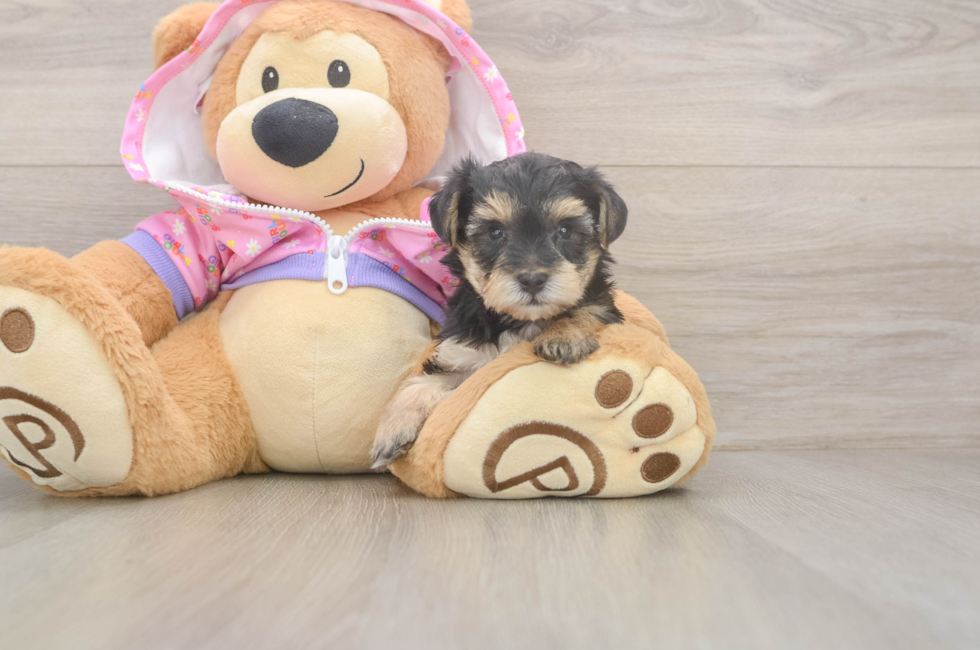 5 week old Yorkie Poo Puppy For Sale - Pilesgrove Pups
