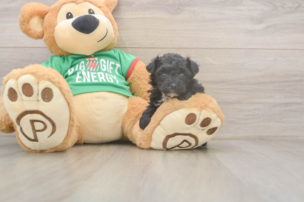 5 week old Yorkie Poo Puppy For Sale - Pilesgrove Pups