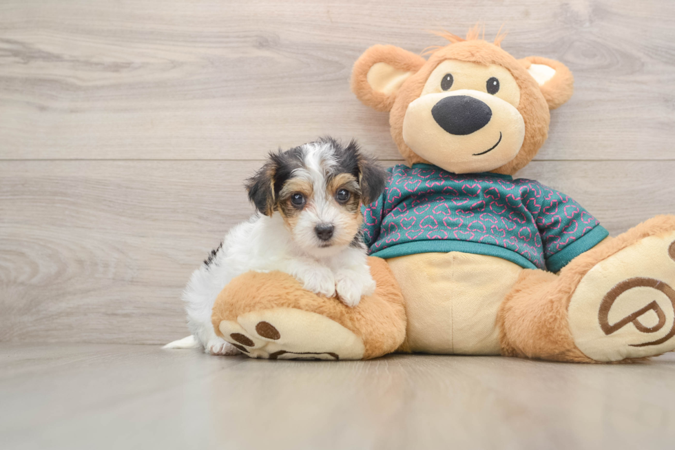 Friendly Yorkie Poo Baby