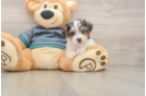 Fluffy Yorkie Poo Poodle Mix Pup