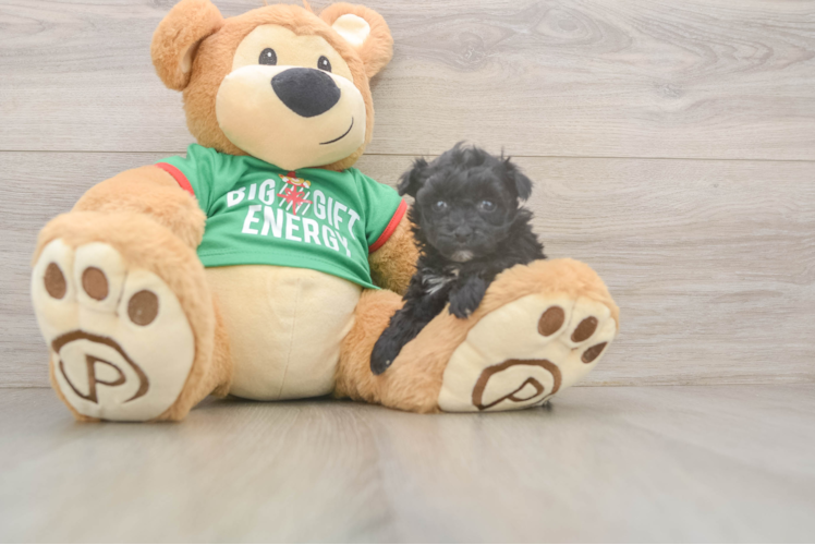 Yorkie Poo Puppy for Adoption