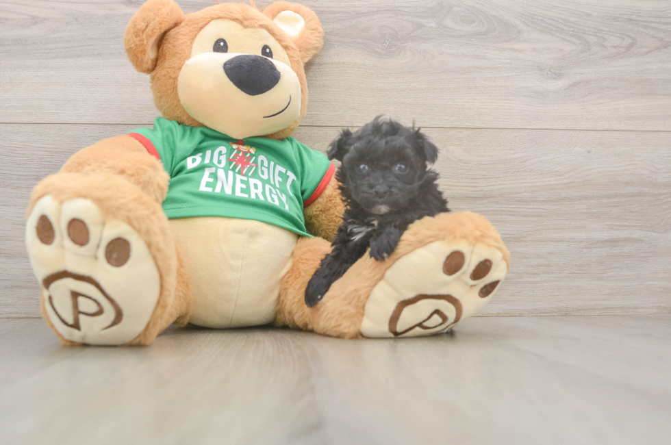 5 week old Yorkie Poo Puppy For Sale - Pilesgrove Pups