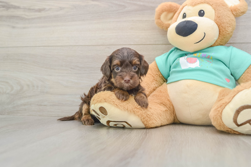 Best Yorkie Poo Baby