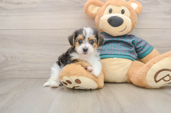 Yorkie Poo Puppy for Adoption