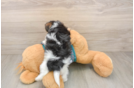 Yorkie Poo Pup Being Cute