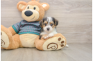Adorable Yorkiedoodle Poodle Mix Puppy