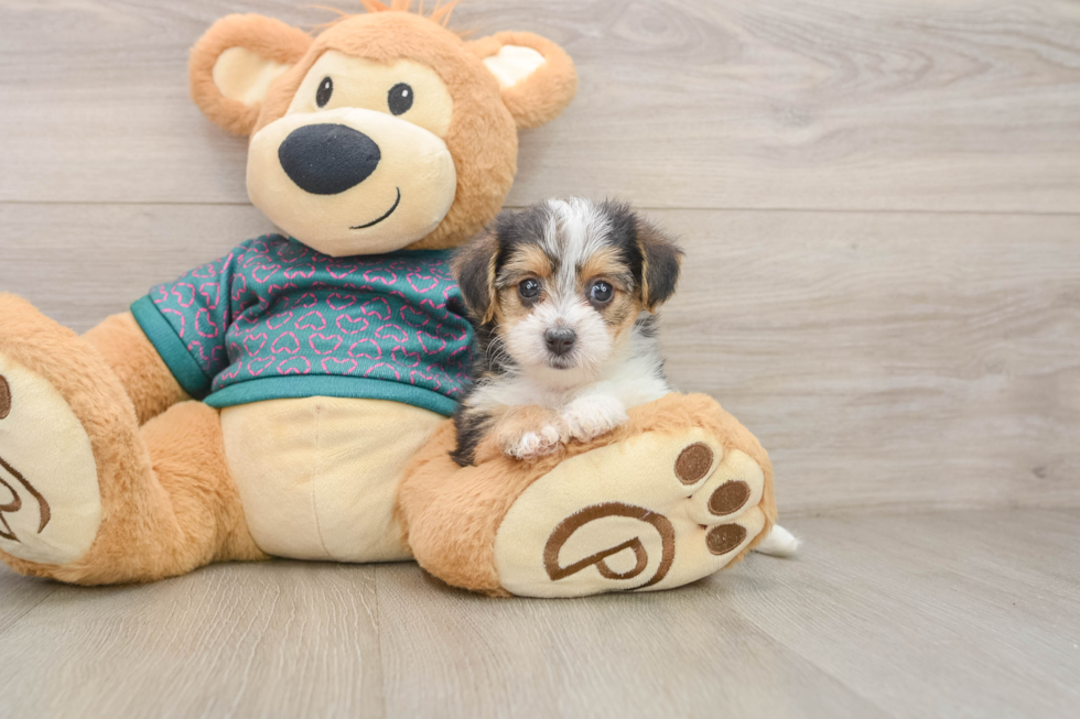 Adorable Yorkiedoodle Poodle Mix Puppy