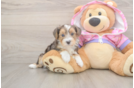 Energetic Yorkipoo Poodle Mix Puppy