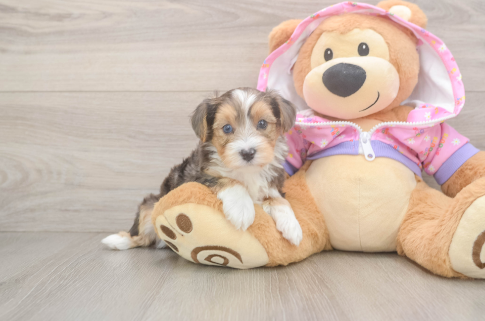 5 week old Yorkie Poo Puppy For Sale - Pilesgrove Pups