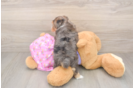 Small Yorkie Poo Baby