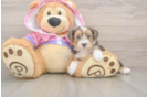 Yorkie Poo Puppy for Adoption