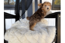 Cute Yorkie Doodle Poodle Mix Puppy