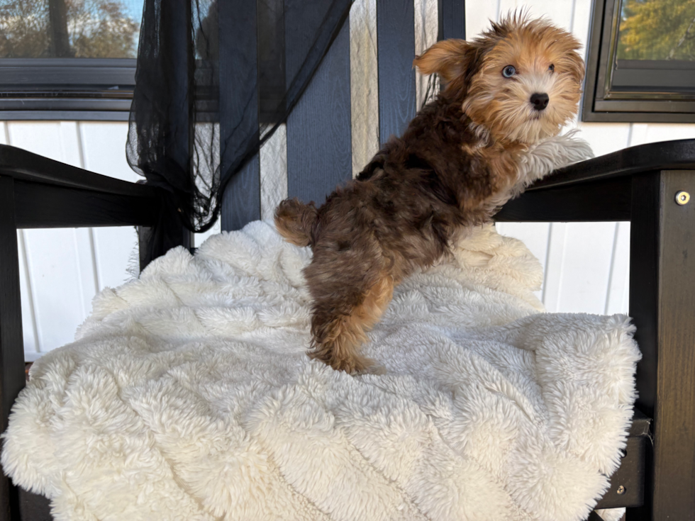 Cute Yorkie Doodle Poodle Mix Puppy