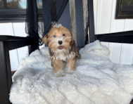 13 week old Yorkie Poo Puppy For Sale - Pilesgrove Pups